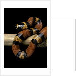 Lampropeltis triangulum hondurensis (Honduras milksnake) by Anonymous