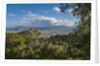 View of the town from Monte Pellegrino by Anonymous