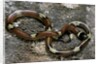 Lampropeltis triangulum sinaloae (Sinaloan milksnake) by Anonymous