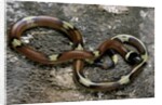 Lampropeltis triangulum sinaloae (Sinaloan milksnake) by Anonymous