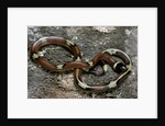 Lampropeltis triangulum sinaloae (Sinaloan milksnake) by Anonymous