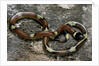Lampropeltis triangulum sinaloae (Sinaloan milksnake) by Anonymous