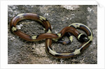 Lampropeltis triangulum sinaloae (Sinaloan milksnake) by Anonymous