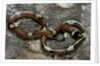 Lampropeltis triangulum sinaloae (Sinaloan milksnake) by Anonymous