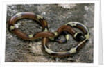 Lampropeltis triangulum sinaloae (Sinaloan milksnake) by Anonymous