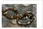 Lampropeltis triangulum sinaloae (Sinaloan milksnake) by Anonymous