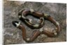 Lampropeltis triangulum sinaloae (Sinaloan milksnake) by Anonymous