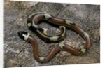 Lampropeltis triangulum sinaloae (Sinaloan milksnake) by Anonymous