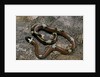 Lampropeltis triangulum sinaloae (Sinaloan milksnake) by Anonymous