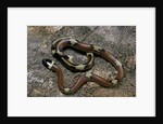 Lampropeltis triangulum sinaloae (Sinaloan milksnake) by Anonymous