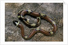 Lampropeltis triangulum sinaloae (Sinaloan milksnake) by Anonymous