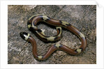 Lampropeltis triangulum sinaloae (Sinaloan milksnake) by Anonymous