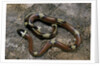 Lampropeltis triangulum sinaloae (Sinaloan milksnake) by Anonymous