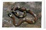 Lampropeltis triangulum sinaloae (Sinaloan milksnake) by Anonymous