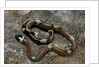 Lampropeltis triangulum sinaloae (Sinaloan milksnake) by Anonymous
