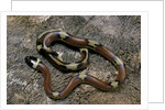 Lampropeltis triangulum sinaloae (Sinaloan milksnake) by Anonymous
