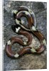 Lampropeltis triangulum sinaloae (Sinaloan milksnake) by Anonymous