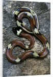 Lampropeltis triangulum sinaloae (Sinaloan milksnake) by Anonymous