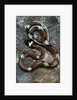 Lampropeltis triangulum sinaloae (Sinaloan milksnake) by Anonymous
