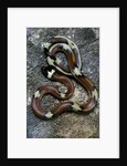 Lampropeltis triangulum sinaloae (Sinaloan milksnake) by Anonymous