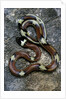 Lampropeltis triangulum sinaloae (Sinaloan milksnake) by Anonymous