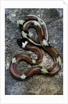 Lampropeltis triangulum sinaloae (Sinaloan milksnake) by Anonymous