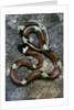 Lampropeltis triangulum sinaloae (Sinaloan milksnake) by Anonymous