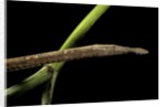Langaha madagascariensis (leafnose snake) - female by Anonymous