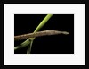 Langaha madagascariensis (leafnose snake) - female by Anonymous