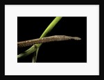 Langaha madagascariensis (leafnose snake) - female by Anonymous