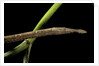 Langaha madagascariensis (leafnose snake) - female by Anonymous