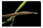 Langaha madagascariensis (leafnose snake) - female by Anonymous