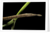 Langaha madagascariensis (leafnose snake) - female by Anonymous