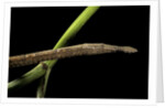 Langaha madagascariensis (leafnose snake) - female by Anonymous