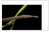 Langaha madagascariensis (leafnose snake) - female by Anonymous