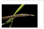Langaha madagascariensis (leafnose snake) - female by Anonymous