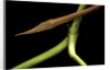 Langaha madagascariensis (leafnose snake) - male by Anonymous