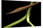 Langaha madagascariensis (leafnose snake) - male by Anonymous