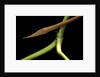 Langaha madagascariensis (leafnose snake) - male by Anonymous