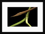 Langaha madagascariensis (leafnose snake) - male by Anonymous
