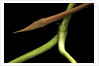 Langaha madagascariensis (leafnose snake) - male by Anonymous