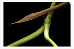 Langaha madagascariensis (leafnose snake) - male by Anonymous
