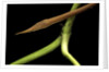 Langaha madagascariensis (leafnose snake) - male by Anonymous