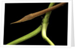 Langaha madagascariensis (leafnose snake) - male by Anonymous