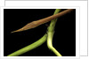 Langaha madagascariensis (leafnose snake) - male by Anonymous