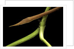 Langaha madagascariensis (leafnose snake) - male by Anonymous