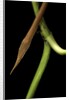 Langaha madagascariensis (leafnose snake) - male by Anonymous