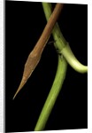 Langaha madagascariensis (leafnose snake) - male by Anonymous