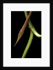 Langaha madagascariensis (leafnose snake) - male by Anonymous