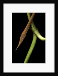 Langaha madagascariensis (leafnose snake) - male by Anonymous